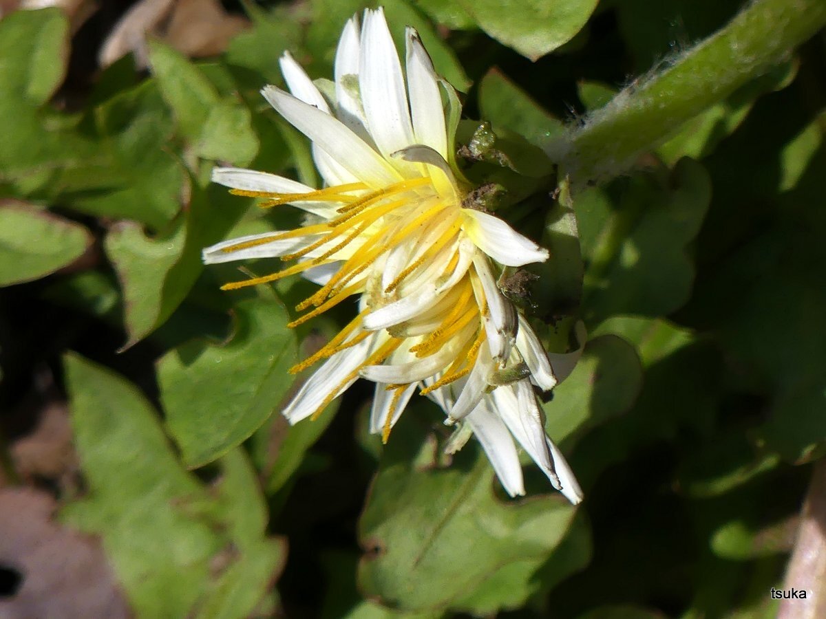 年03月日 野遊びアルバム3 年03月日 野遊びアルバム3