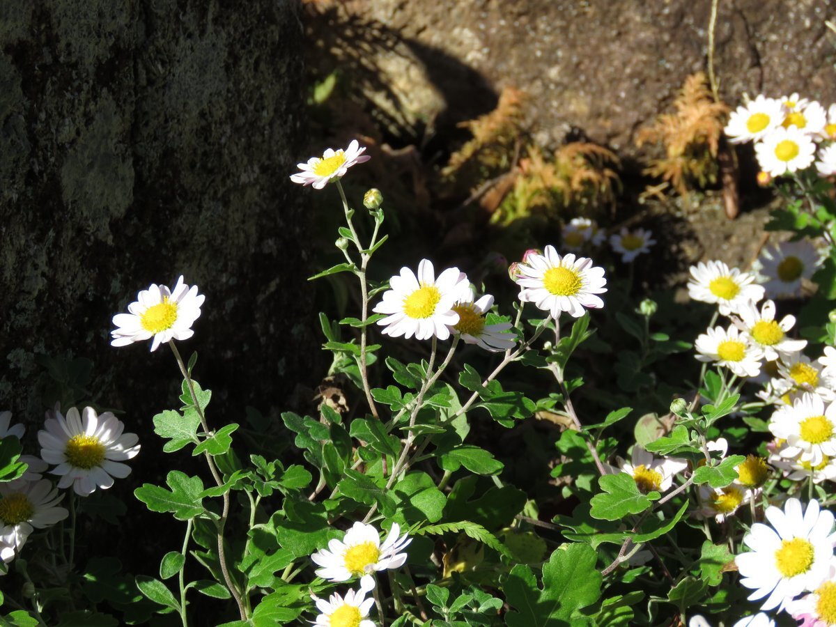 晩秋に咲くリュウノウギク 野遊びアルバム3
