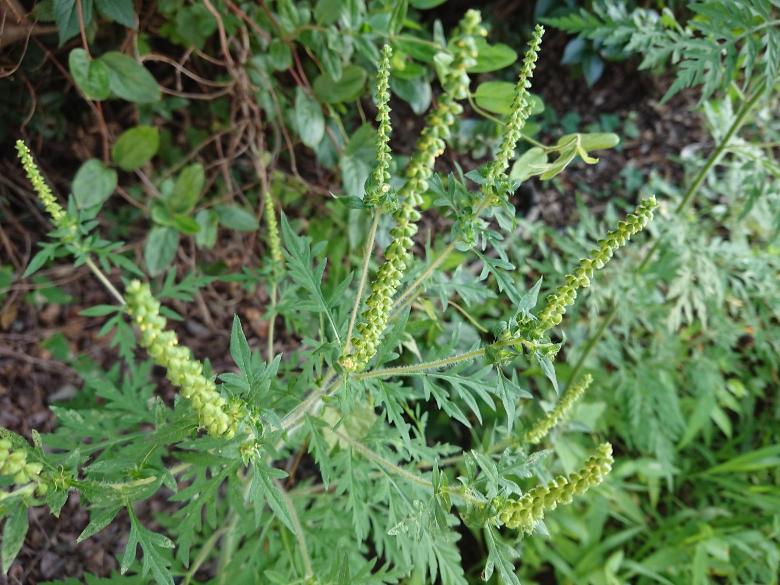 ブタクサを見る 野遊びアルバム3