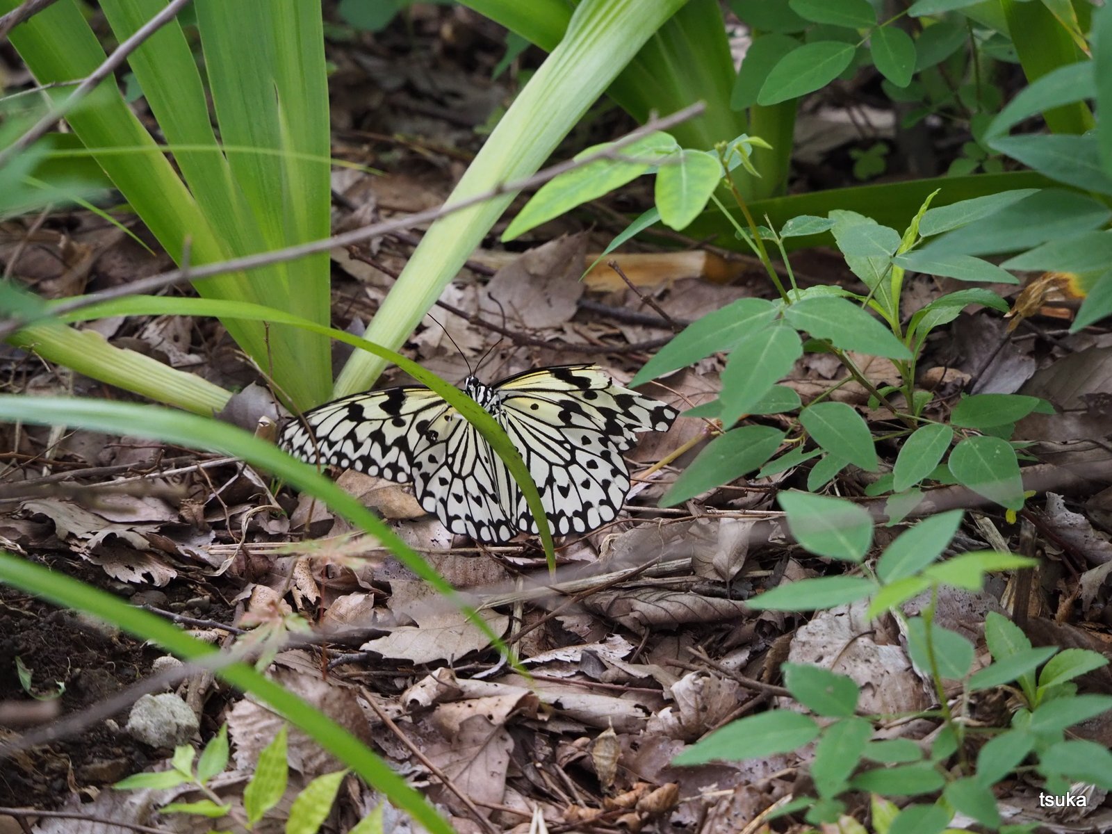 オオゴマダラに遭遇 野遊びアルバム3