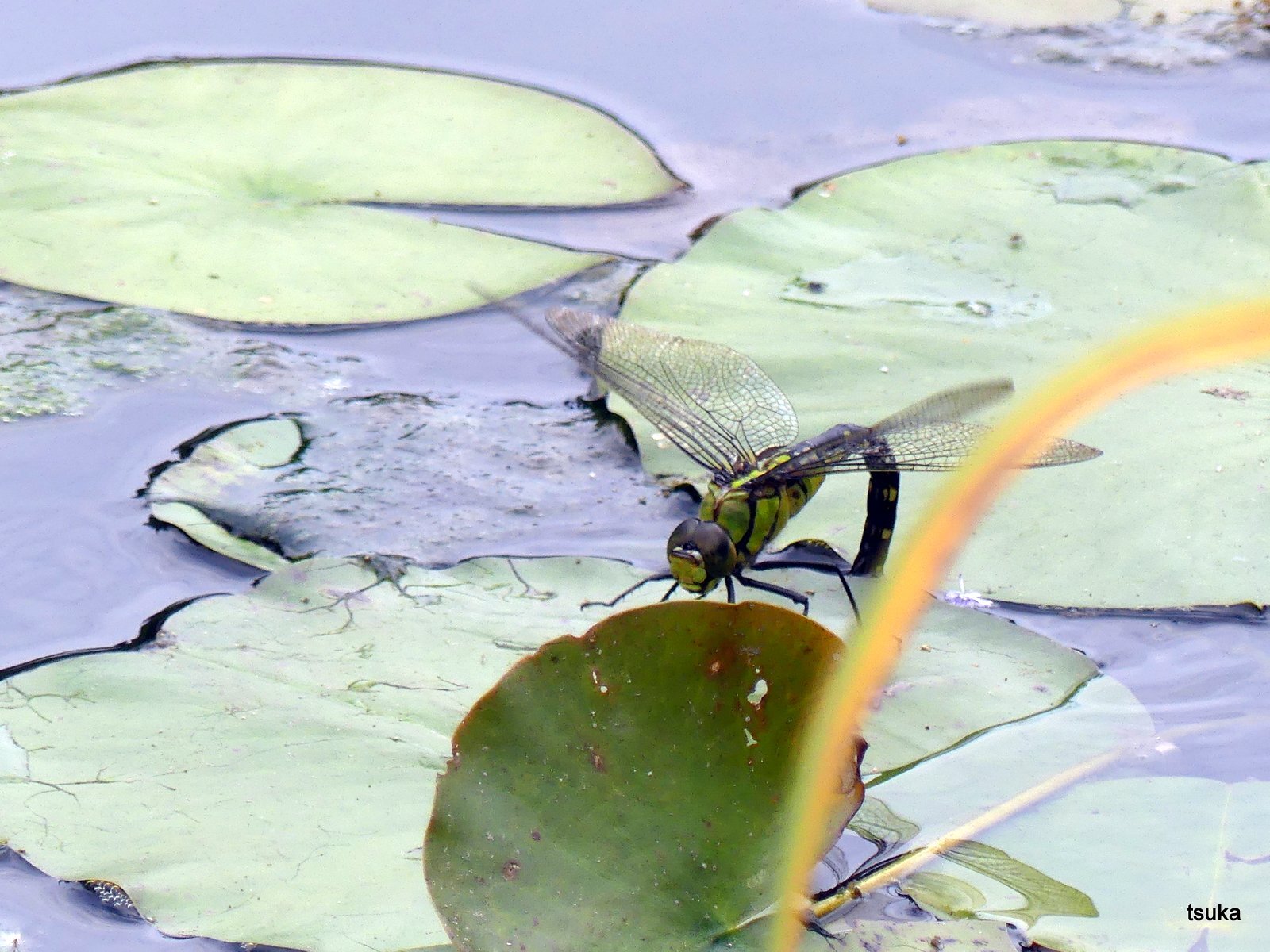 野遊びアルバム3	  クロスジギンヤンマの産卵	コメント                tsuka