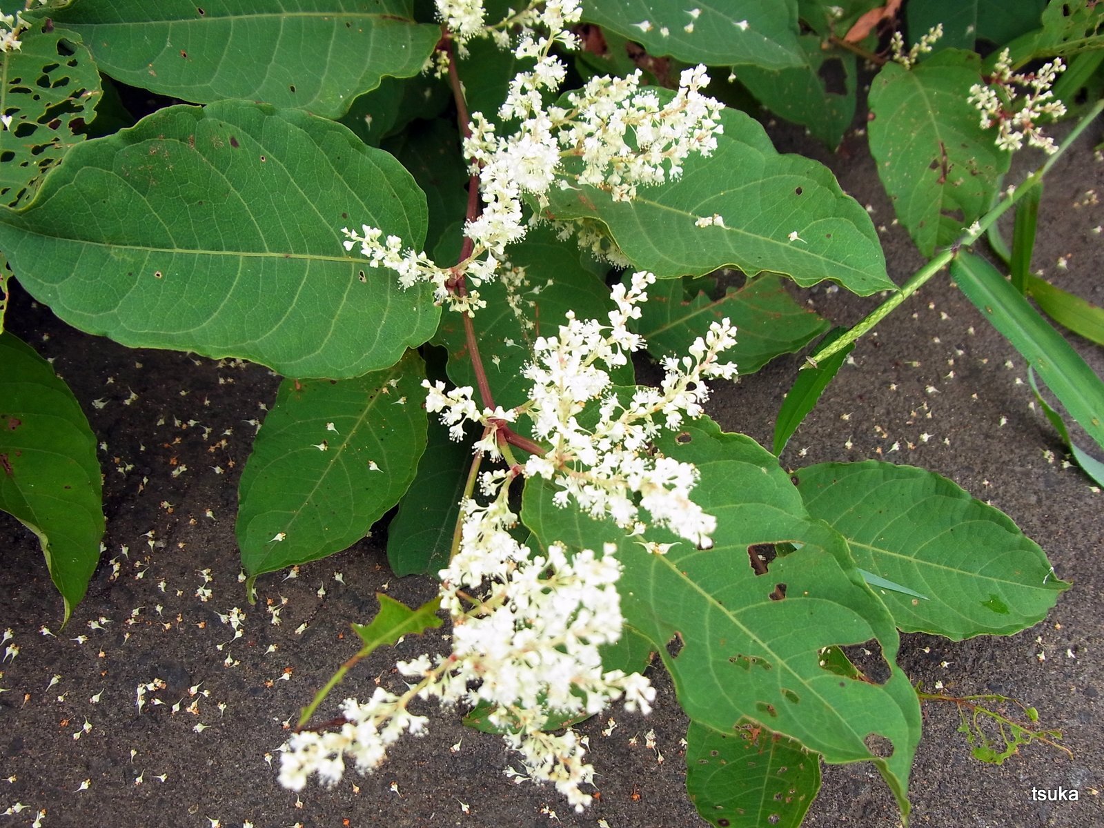 イタドリの花 野遊びアルバム3