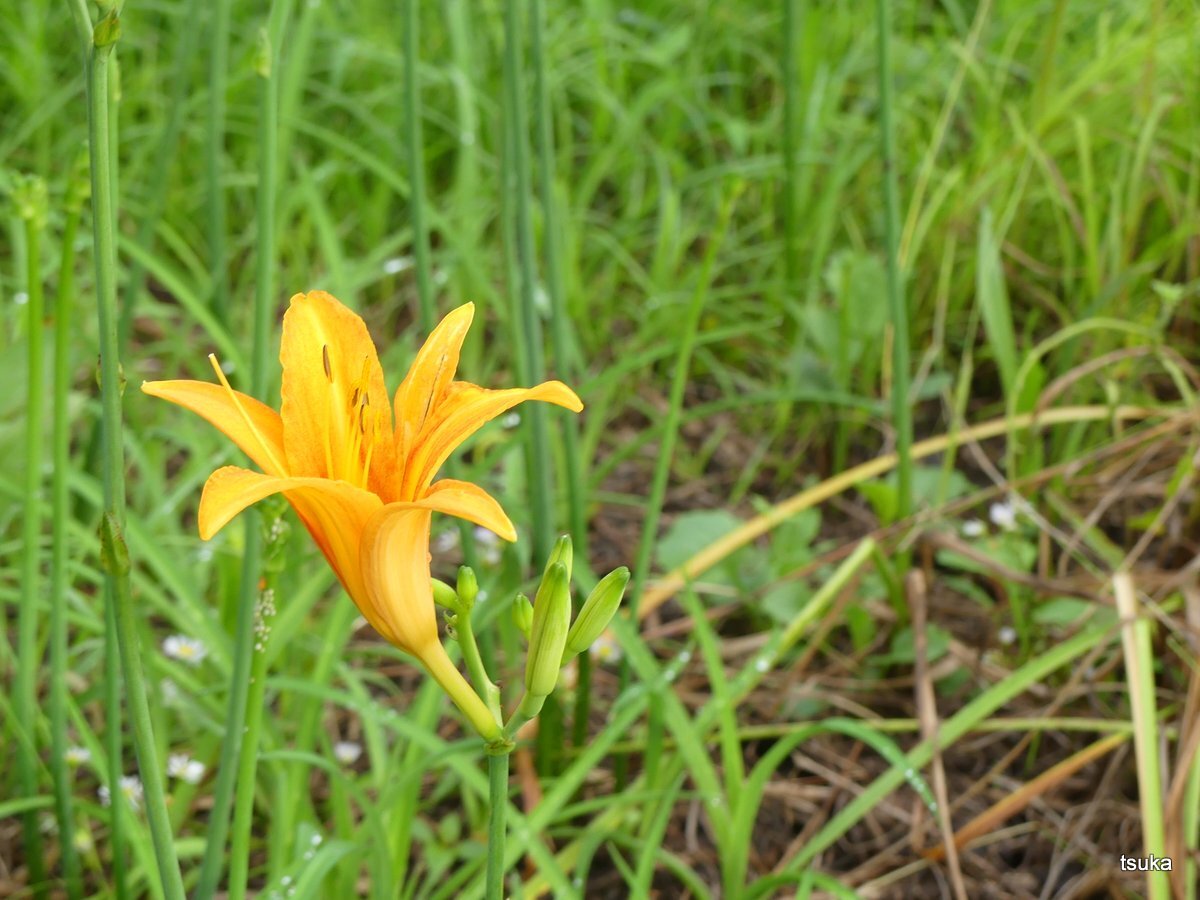 一日花のノカンゾウ 野遊びアルバム3