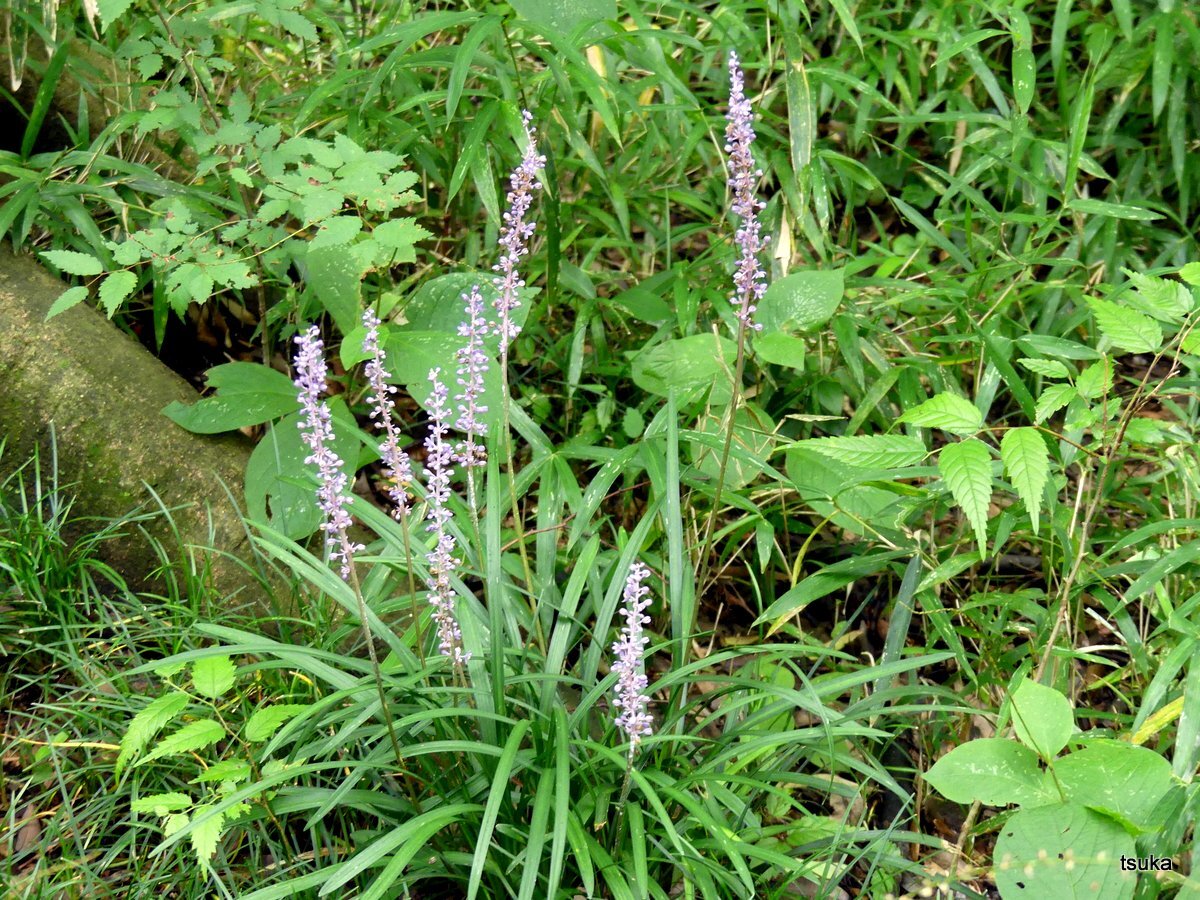 花期の長いヤブラン 野遊びアルバム3