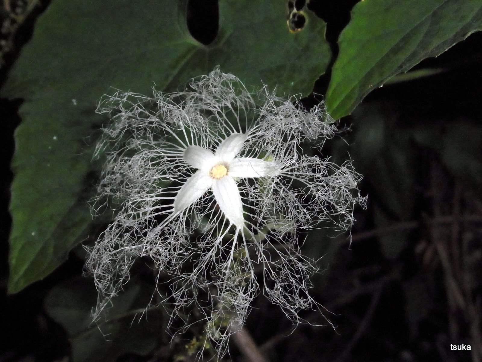 夜に咲く花カラスウリ 野遊びアルバム3