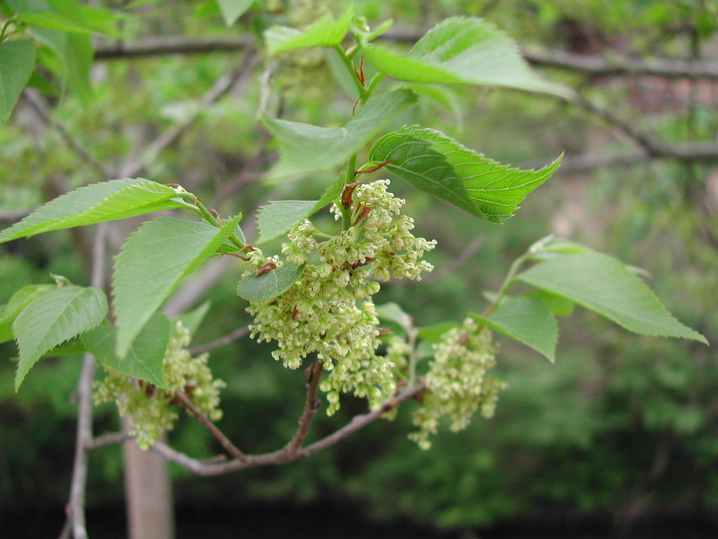 ムクノキの花です 野遊びアルバム3
