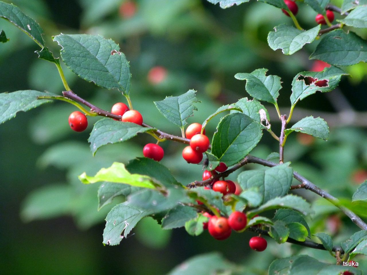 ウメモドキの赤い実 野遊びアルバム3