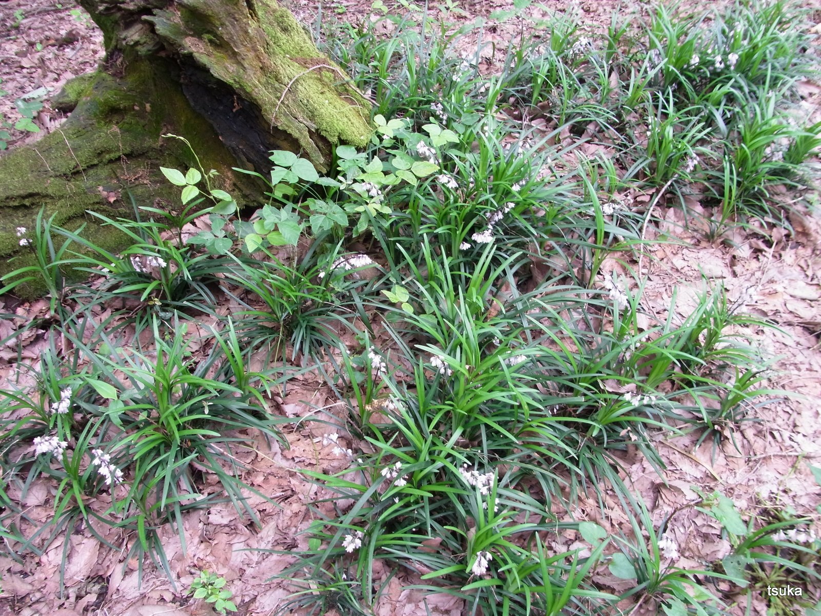 オオバジャノヒゲひっそりと 野遊びアルバム3