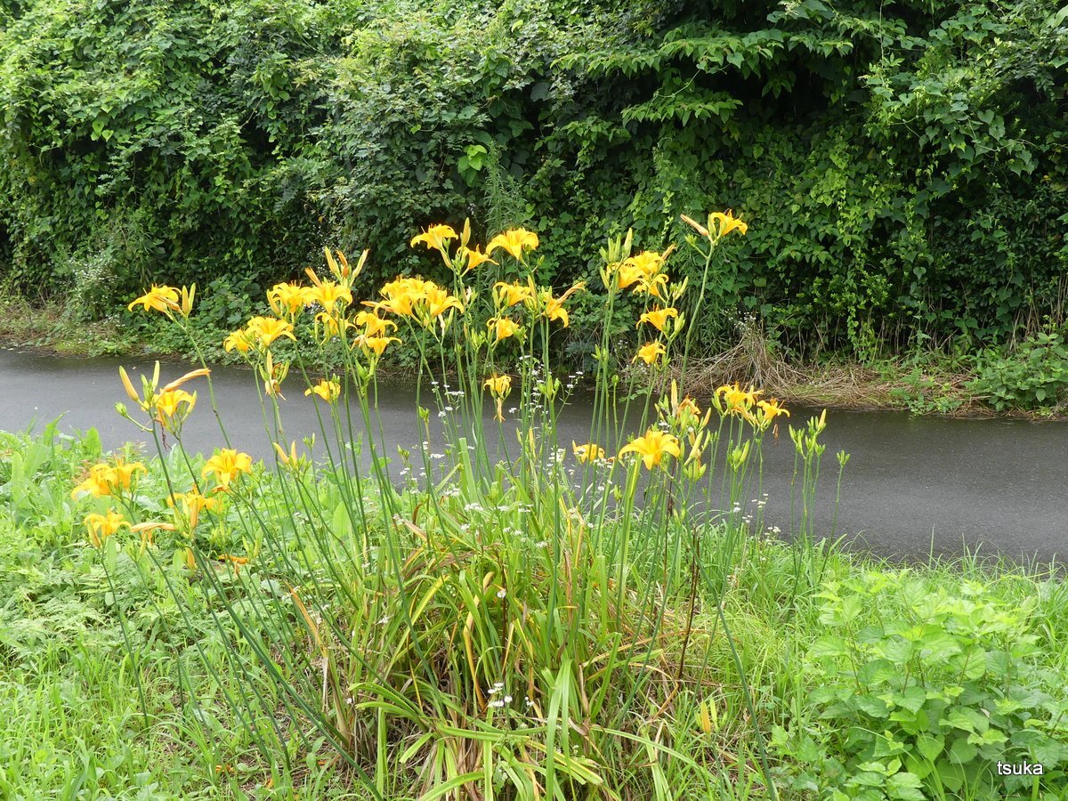一日花のノカンゾウ 野遊びアルバム3