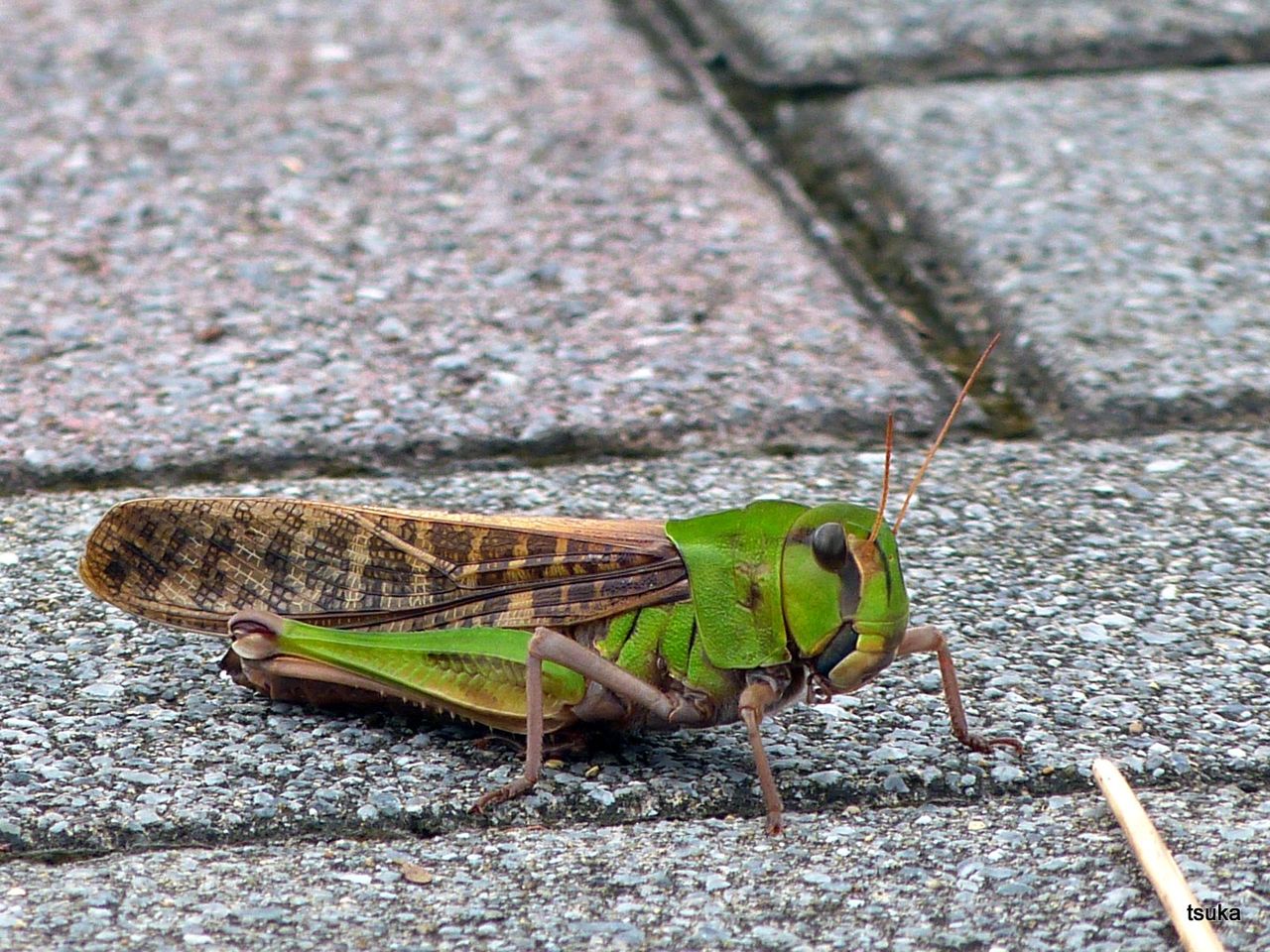 トノサマバッタはでかい 野遊びアルバム3