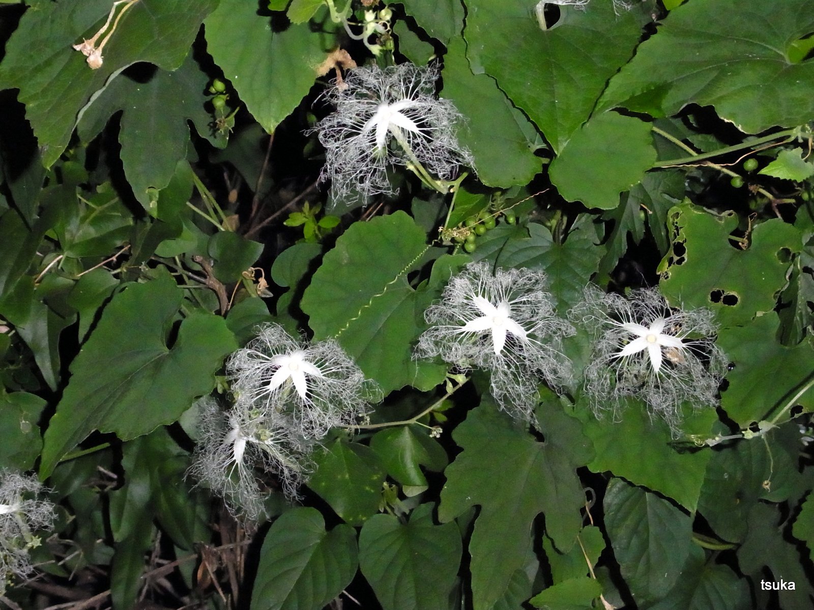 夜に咲く花カラスウリ 野遊びアルバム3