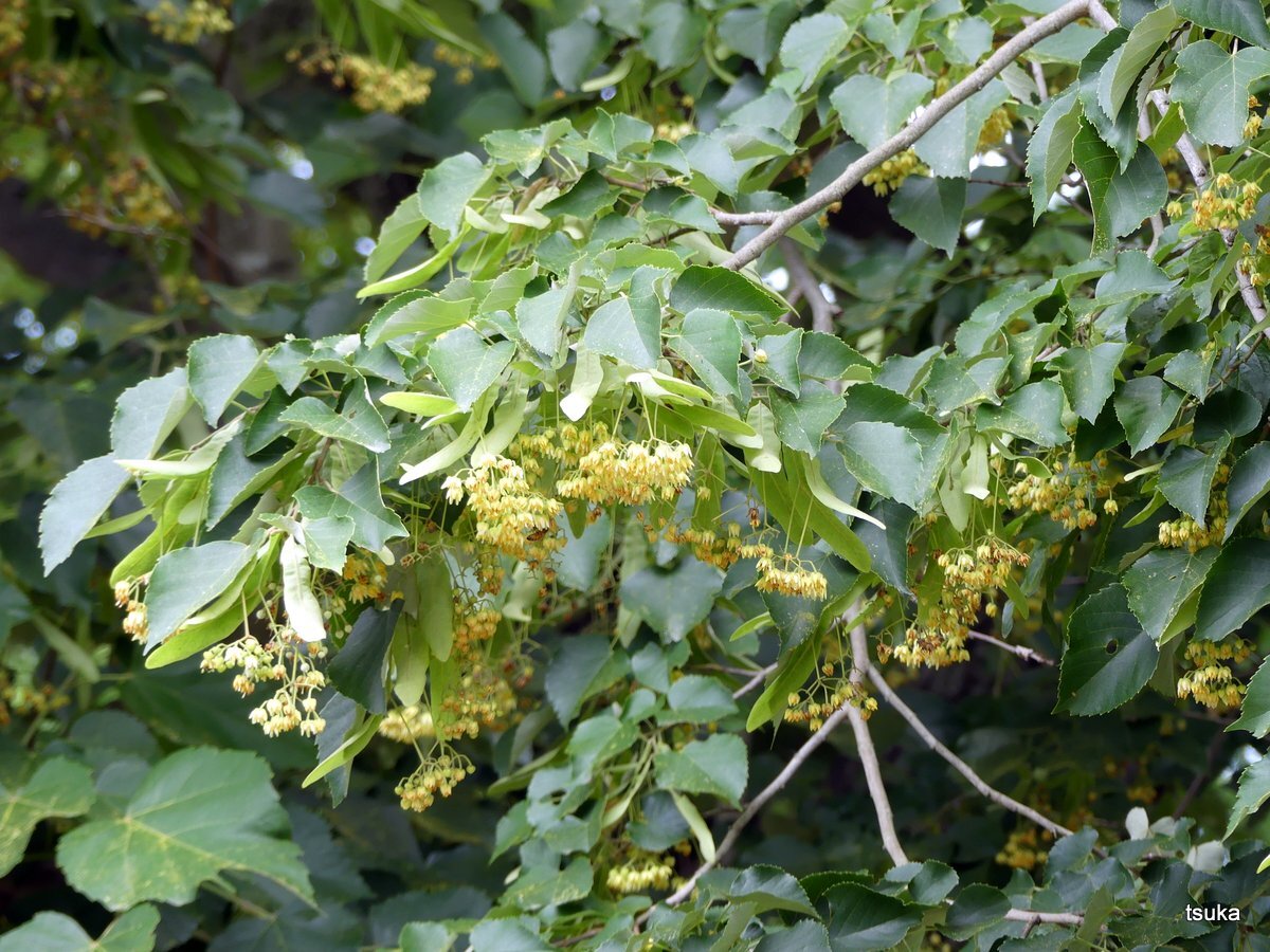 寺院のボダイジュ 野遊びアルバム3