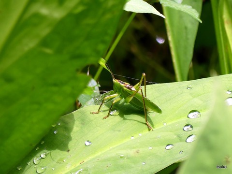 ヤブキリ3態 野遊びアルバム3