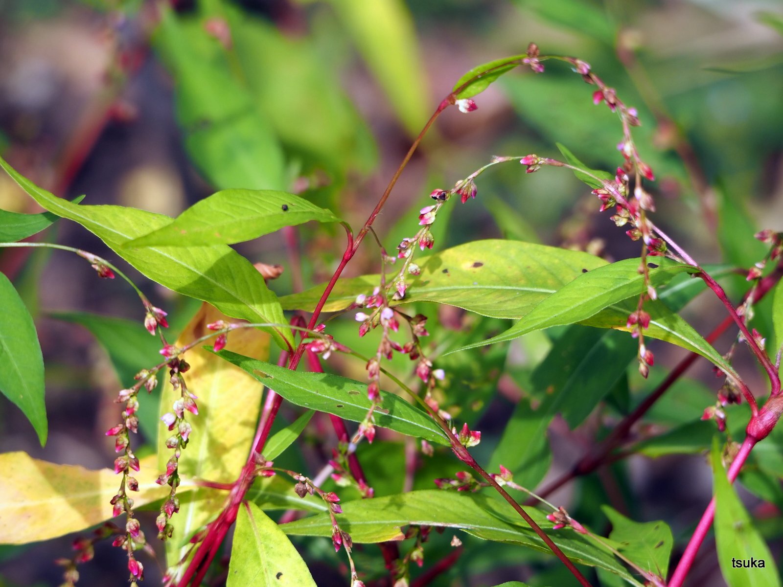 ボントクタデは辛味がない 野遊びアルバム3