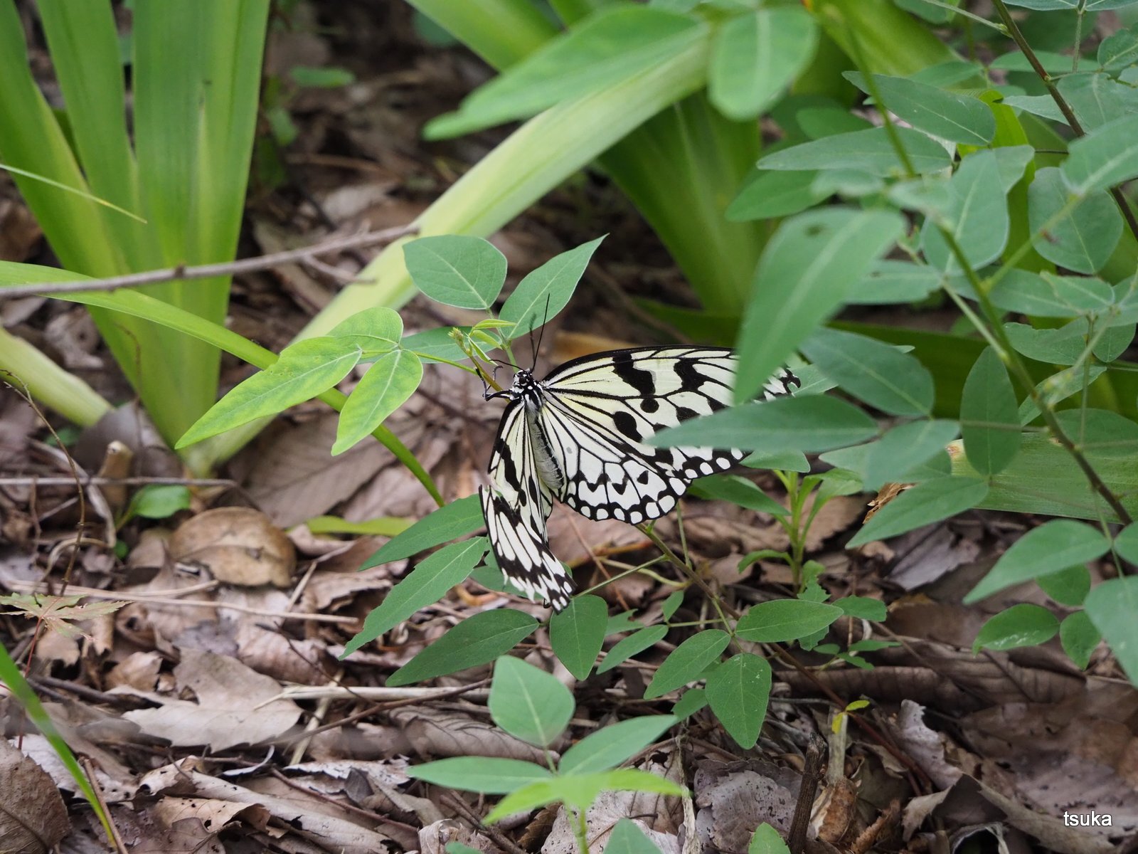 オオゴマダラに遭遇 野遊びアルバム3