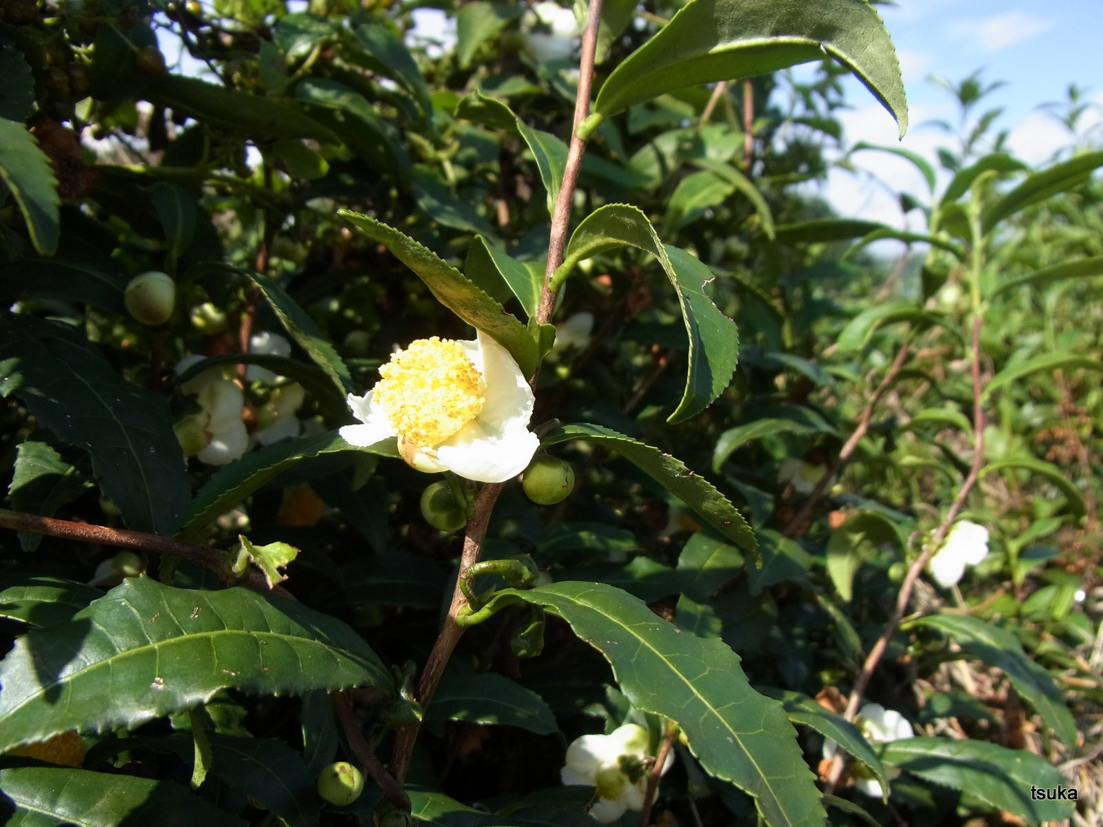 チャノキの花 : 野遊びアルバム3