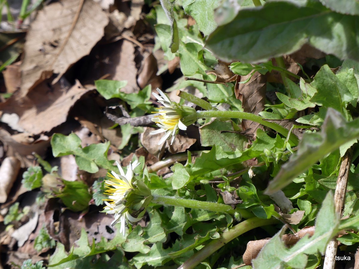 年03月日 野遊びアルバム3 年03月日 野遊びアルバム3