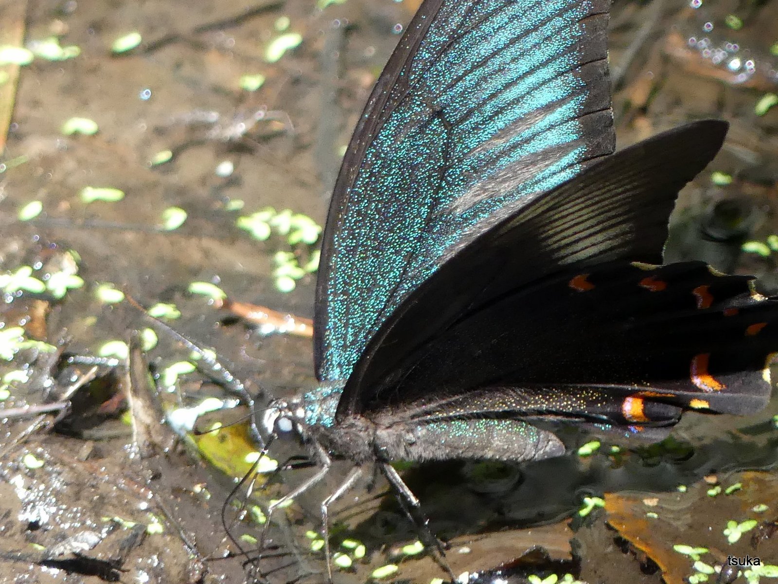 吸水に訪れたカラスアゲハ 野遊びアルバム3