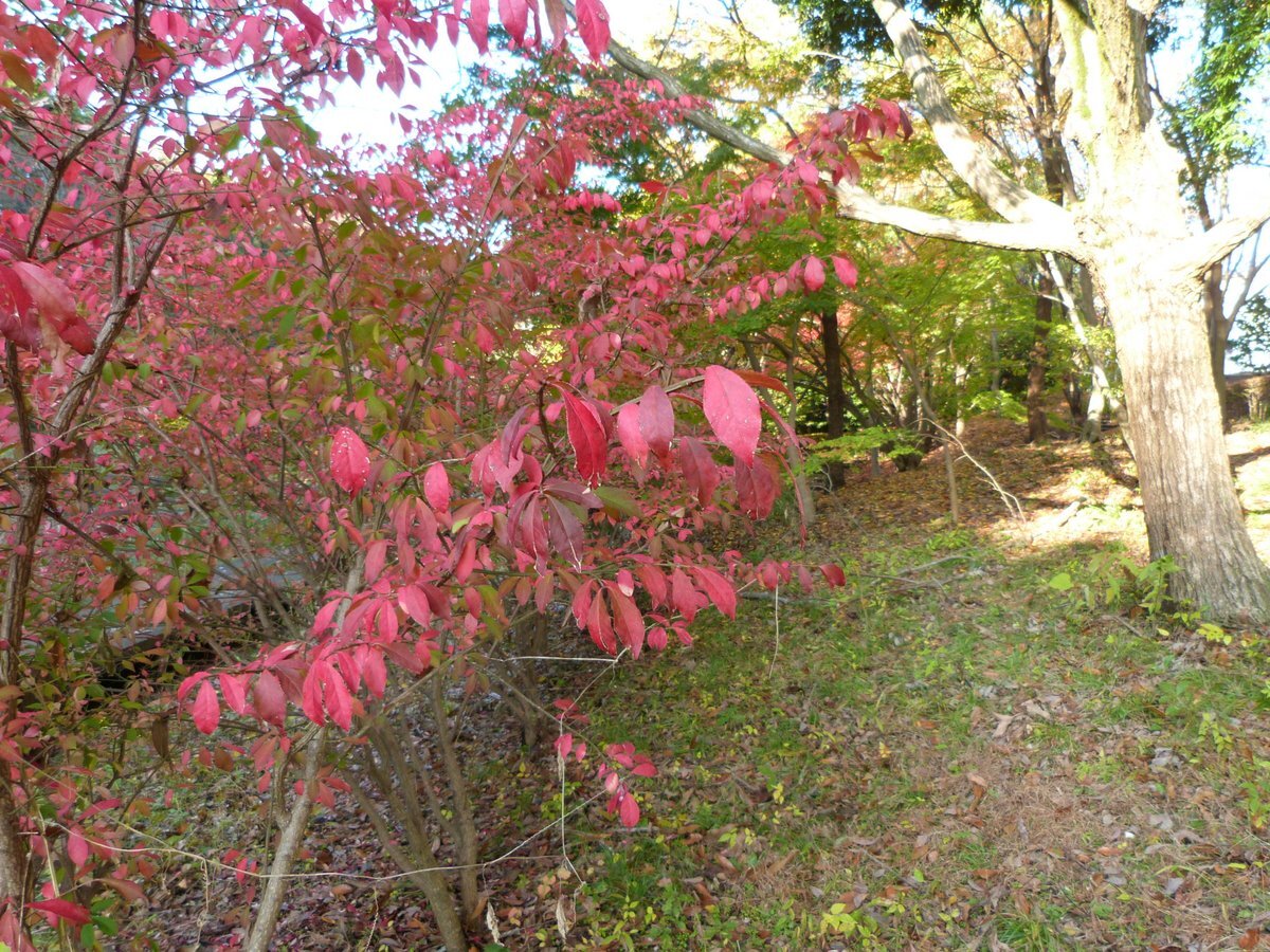 コマユミの紅葉 : 野遊びアルバム3
