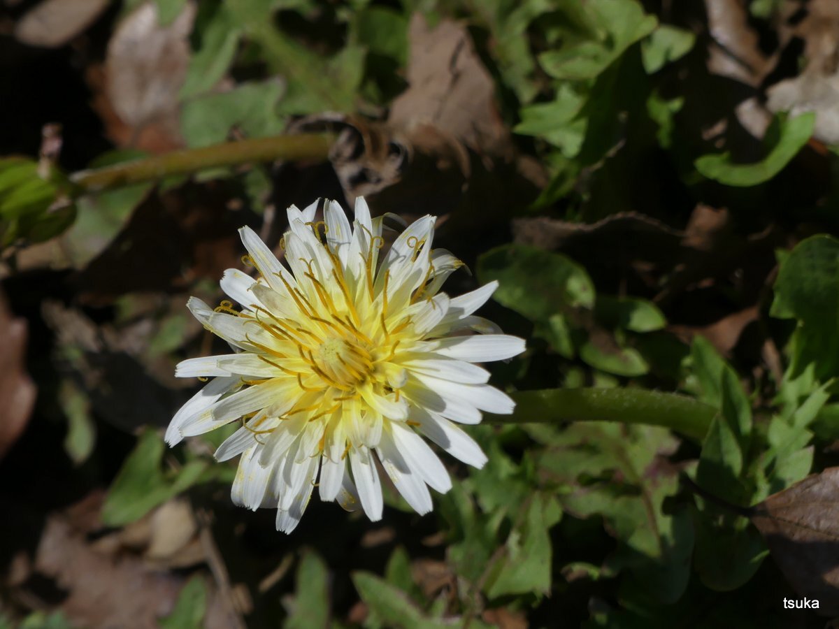 年03月日 野遊びアルバム3 年03月日 野遊びアルバム3