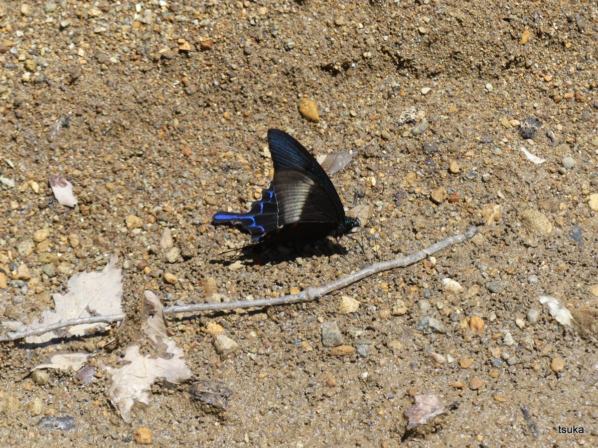 カラスアゲハ 野遊びアルバム3