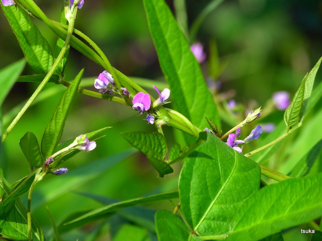 ツルマメは大豆の原種 野遊びアルバム3