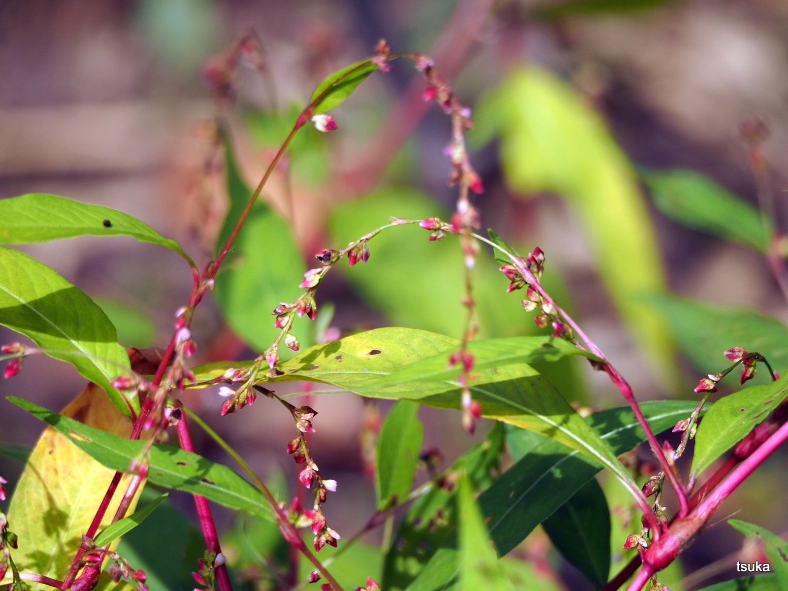 ボントクタデは辛味がない 野遊びアルバム3