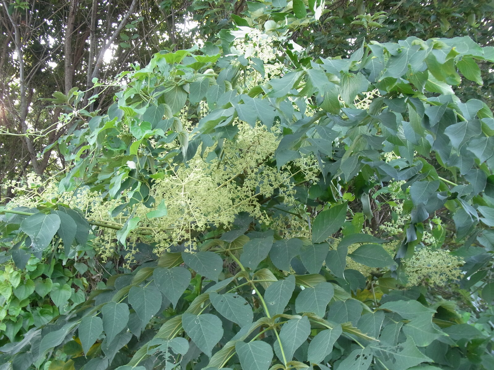 タラノキの花盛り : 野遊びアルバム3