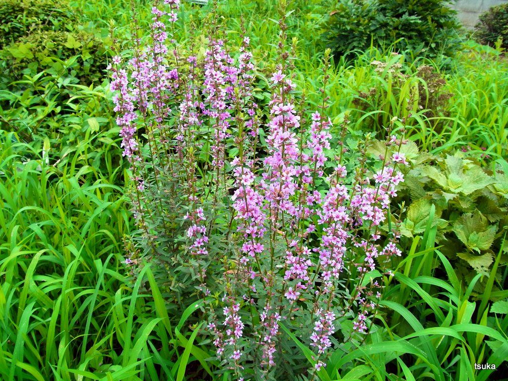 ミソハギはお盆の花 野遊びアルバム3 ミソハギはお盆の花 野遊びアルバム3