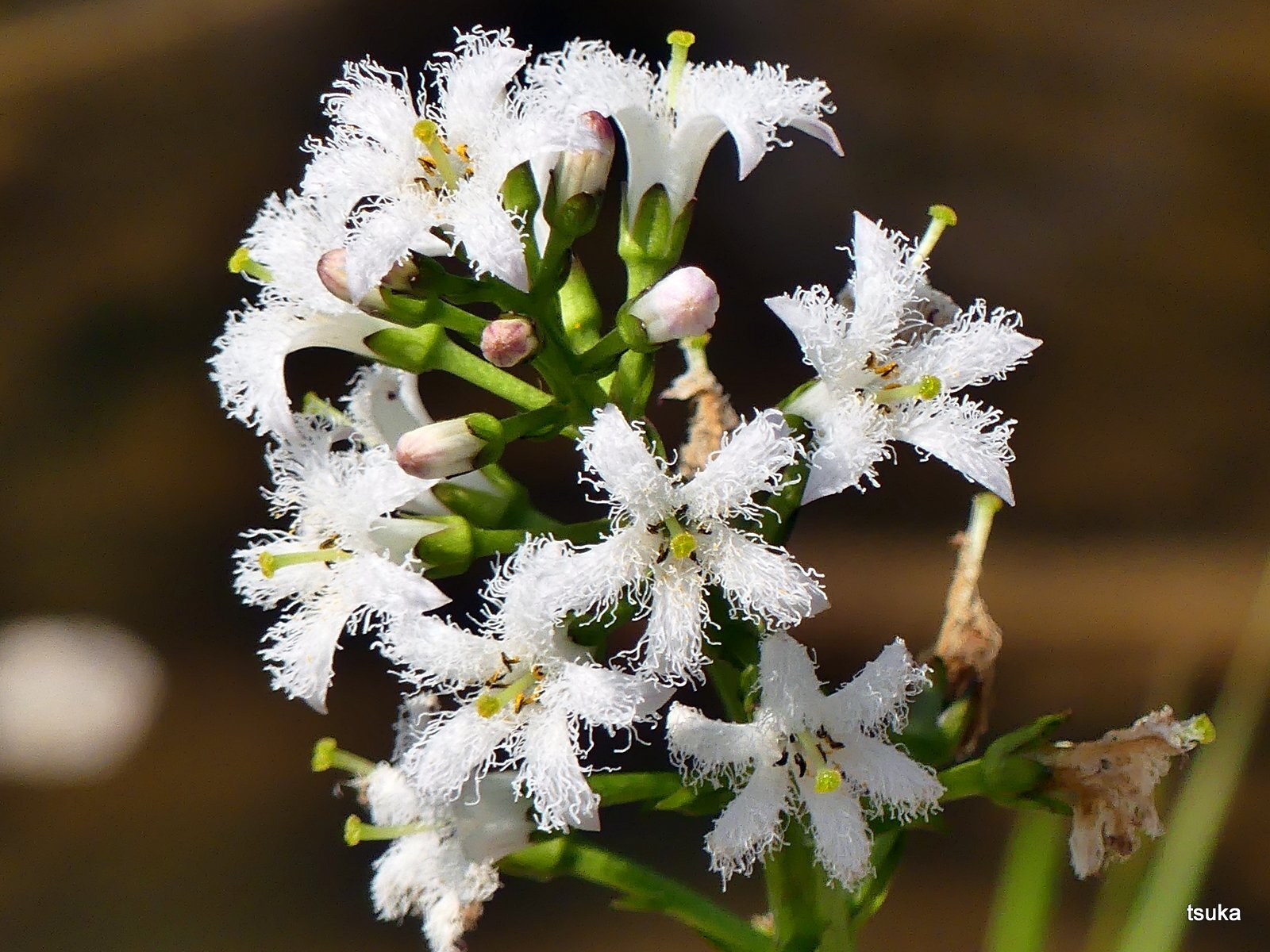 ミツガシワの花が 野遊びアルバム3