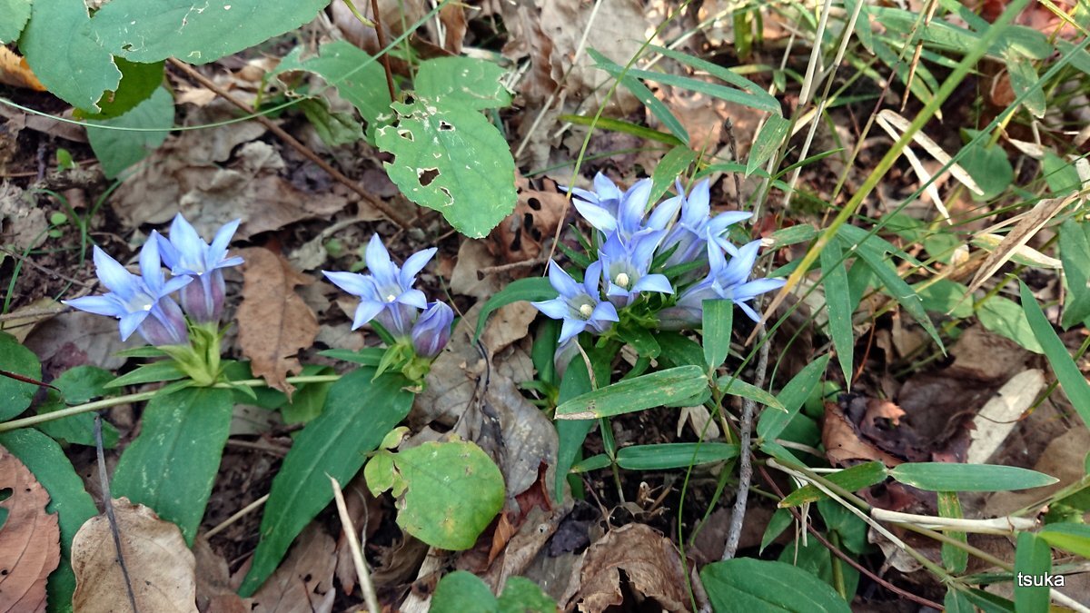 リンドウが見つかった 野遊びアルバム3