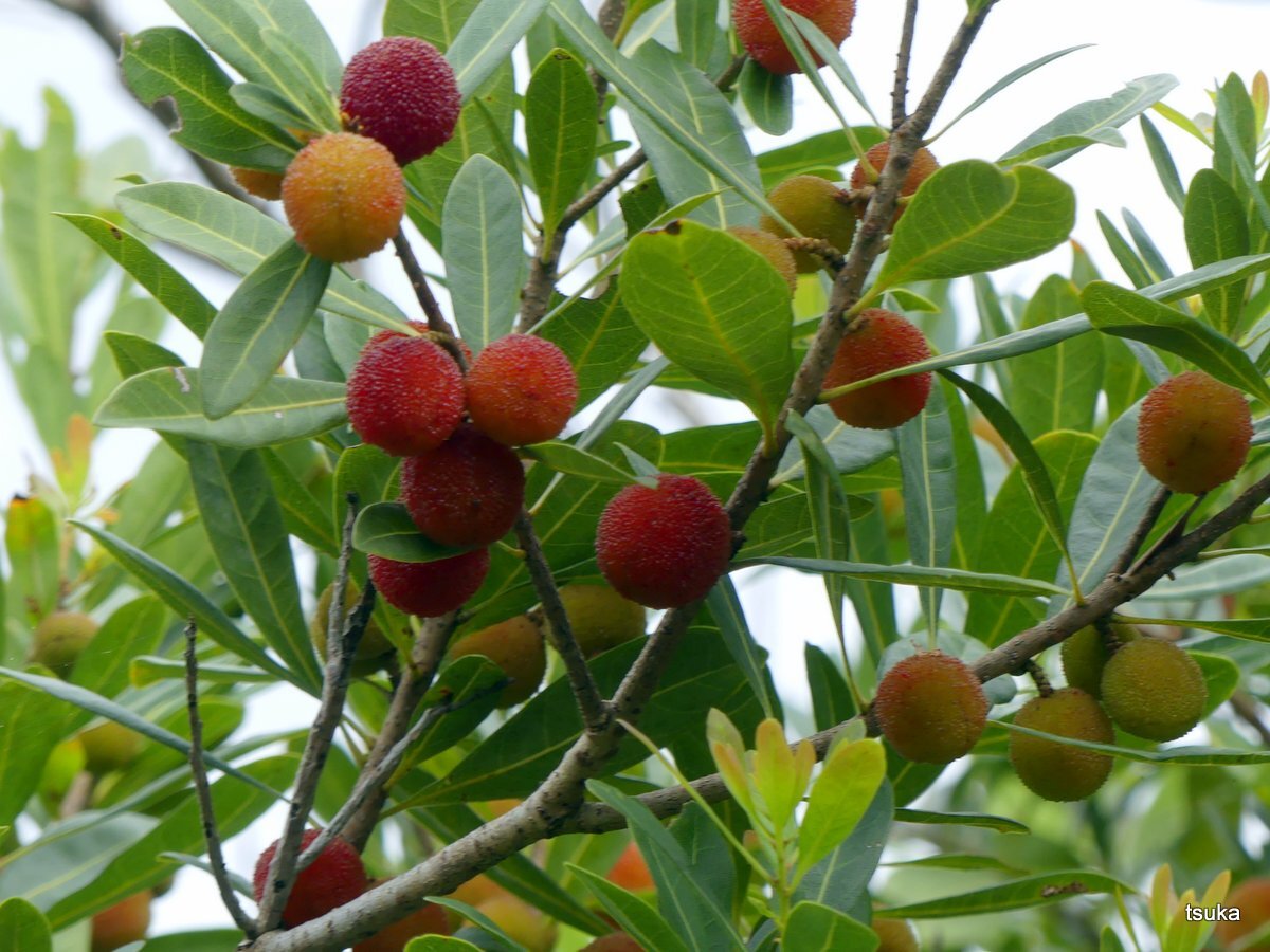 ヤマモモの果実 野遊びアルバム3