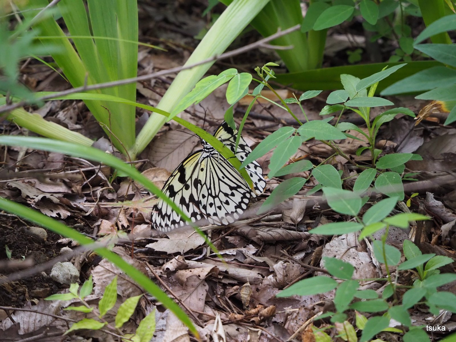 オオゴマダラに遭遇 野遊びアルバム3