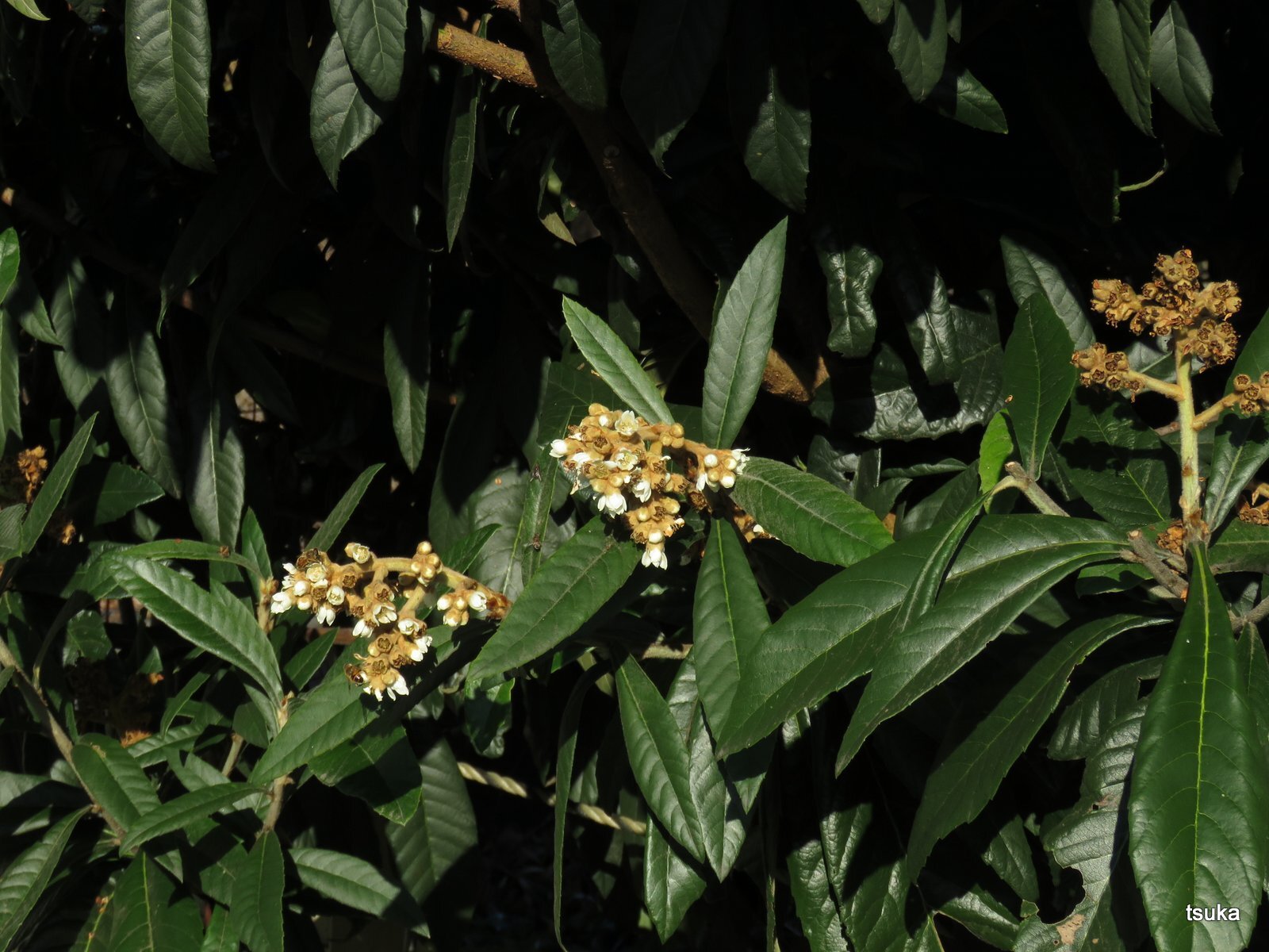 ビワの花が咲いている 野遊びアルバム3 ビワの花が咲いている 野遊びアルバム3
