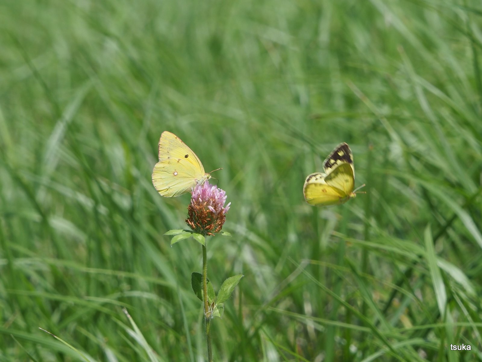 モンキチョウ舞う : 野遊びアルバム3