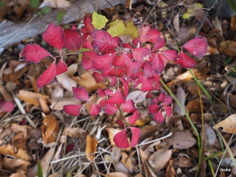 コマユミの紅葉が美しい！ : 野遊びアルバム3