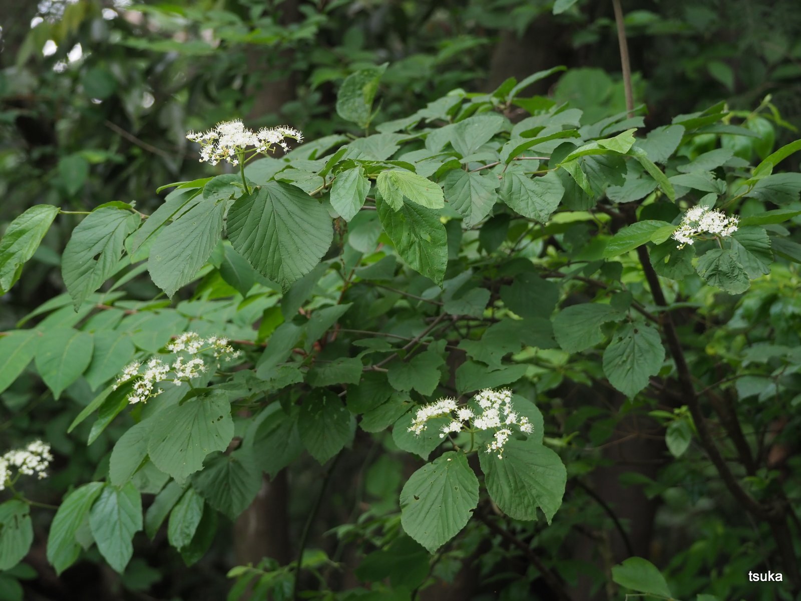 ガマズミの花目立つ。 : 野遊びアルバム3
