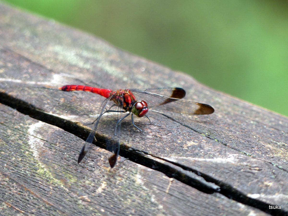 顔まで赤いコノシメトンボ 野遊びアルバム3