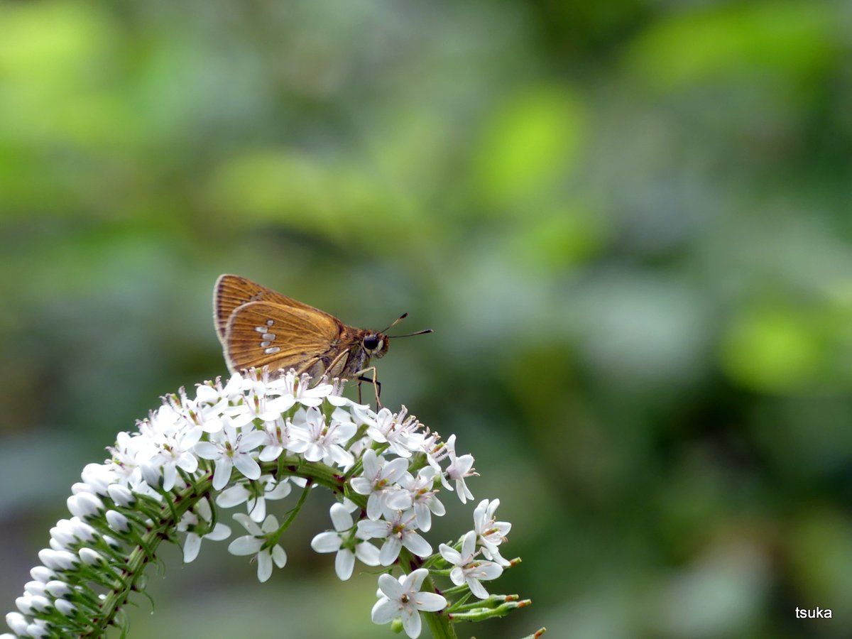 オオチャバネセセリ目立つ 野遊びアルバム3