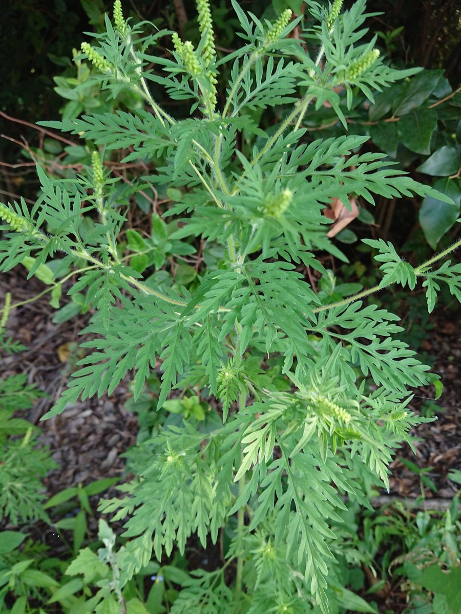 ブタクサを見る 野遊びアルバム3