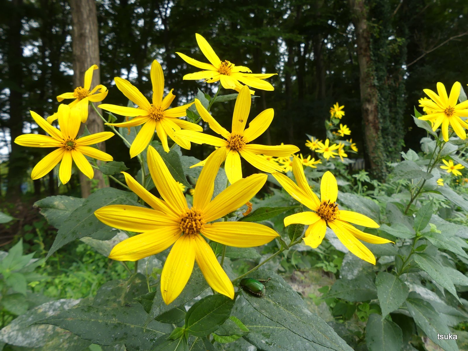 キクイモの花が目立ちます 野遊びアルバム3