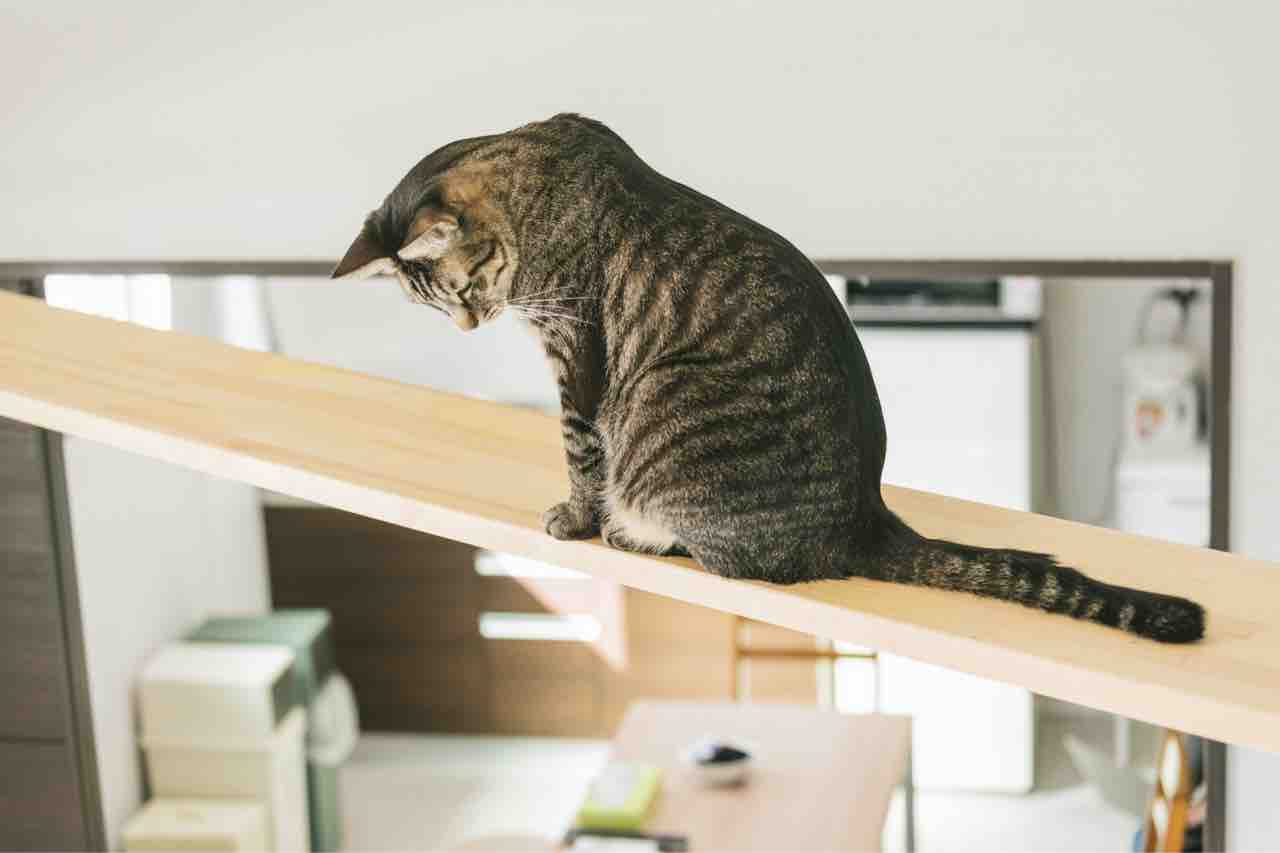 通関士だから知っている こんなモノ あんなコト No 90 猫車 通関なるほどブログ