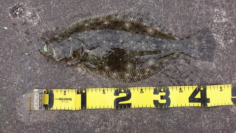 丸呑み デスアダーって ゼロから始めるヒラメのナイトゲーム