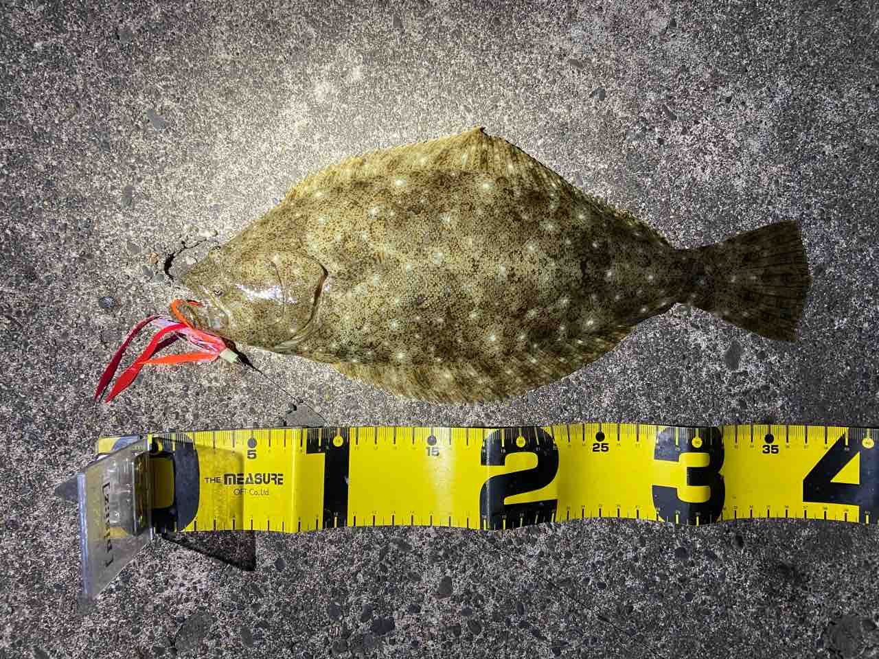 ェェエエ 寒ビラメと寒マゴチ ゼロから始めるヒラメのナイトゲーム ェェエエ 寒ビラメと寒マゴチ ゼロから始めるヒラメのナイトゲーム