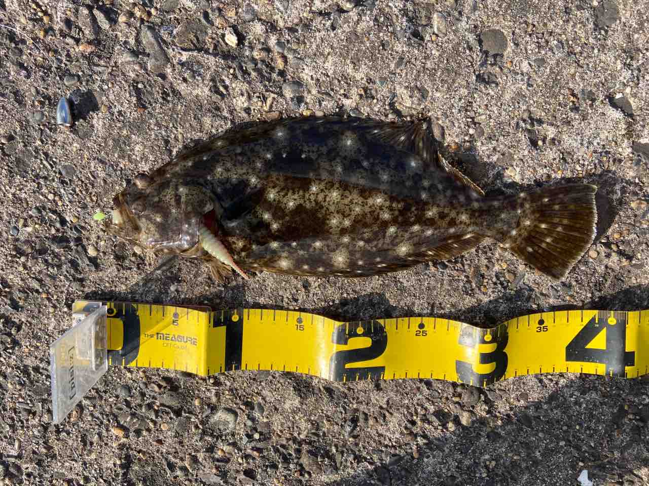 好調 鹿島灘 銚子のヒラメ ゼロから始めるヒラメのナイトゲーム