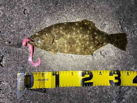 So Tiny ソゲでも良いんです ゼロから始めるヒラメのナイトゲーム So Tiny ソゲでも良いんです ゼロから始めるヒラメのナイトゲーム