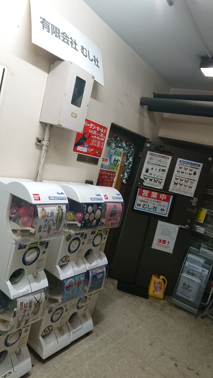 ボーレンホーベンツヤクワガタ飼育記ｰ産卵ｰ : O-Range
