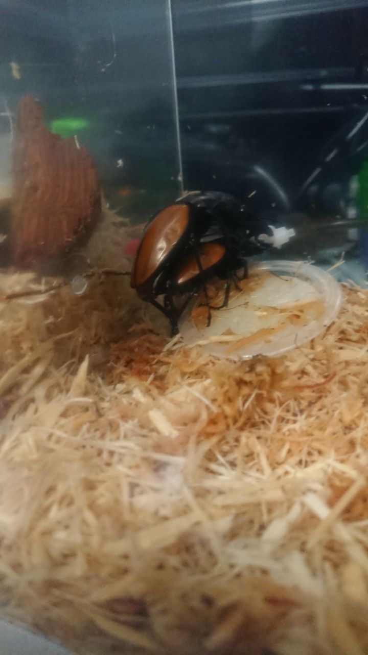 ボーレンホーベンツヤクワガタ飼育記ｰ産卵ｰ : O-Range