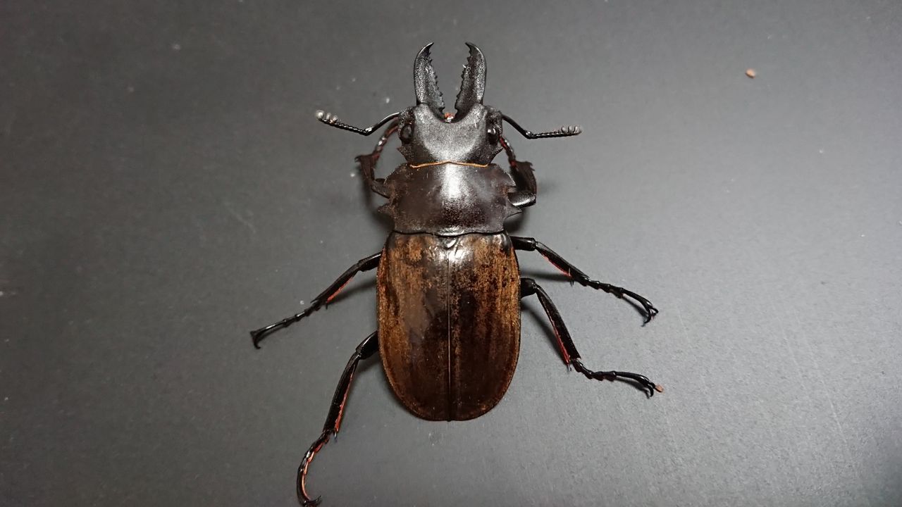 ★☆ボルネオ便入荷　WILD　ダールマンツヤクワガタ原名亜種♂56mmペア NO.4☆★ ダールマンツヤクワガタ原名亜種 \u2013 クワガタムシ・カブトムシ昆虫専門