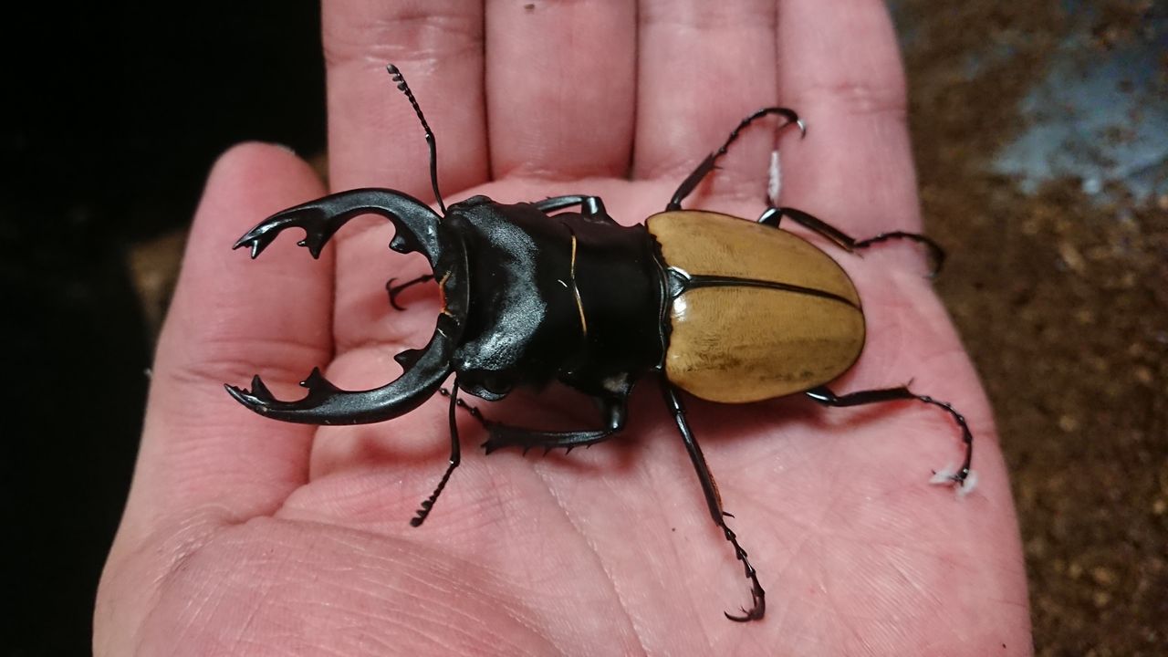 モウホツヤクワガタ 原名亜種 ♂2匹 wild odontolabis mouhoti